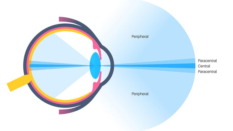Visual reference of peripheral vision.